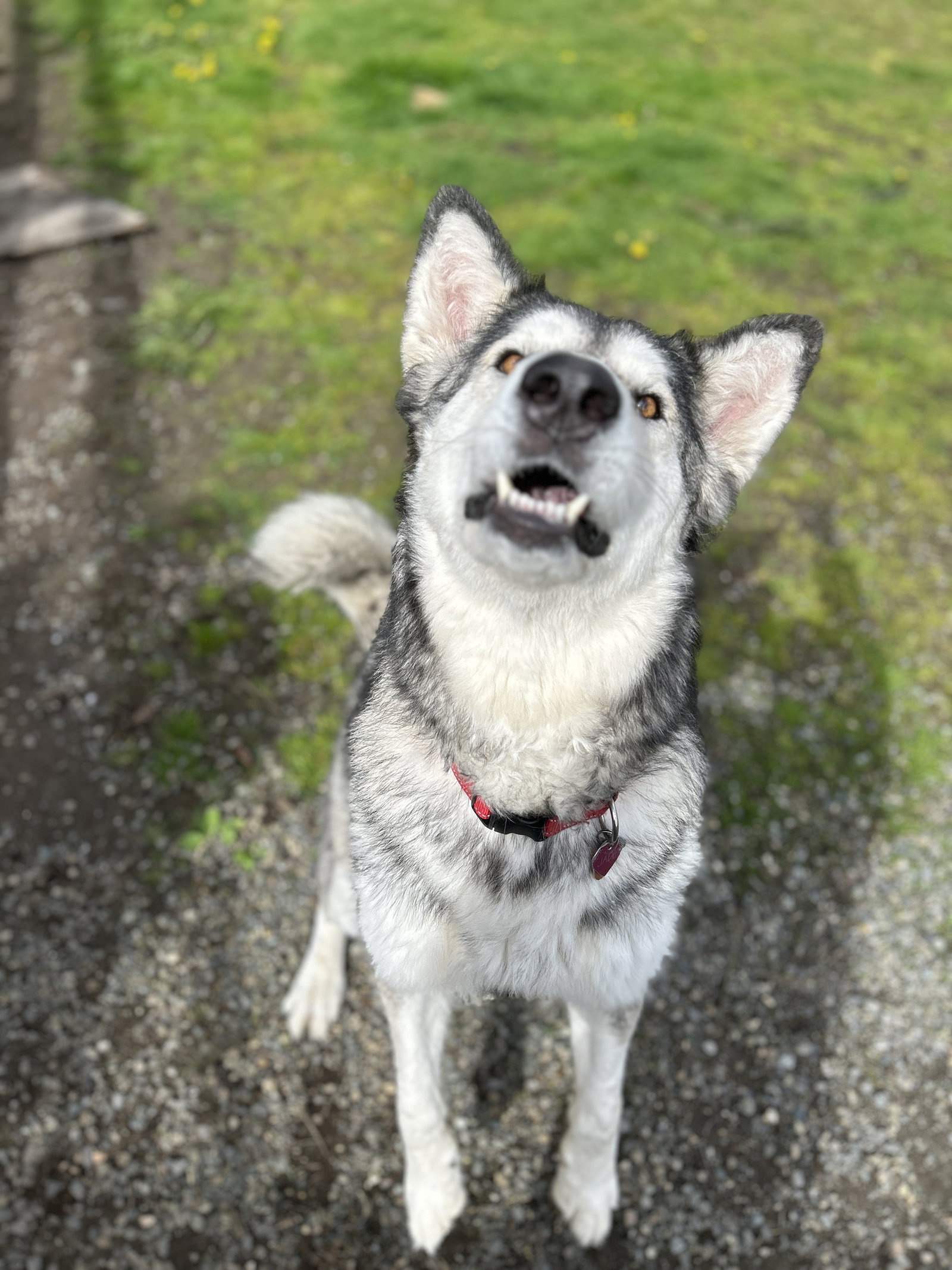 dog-image