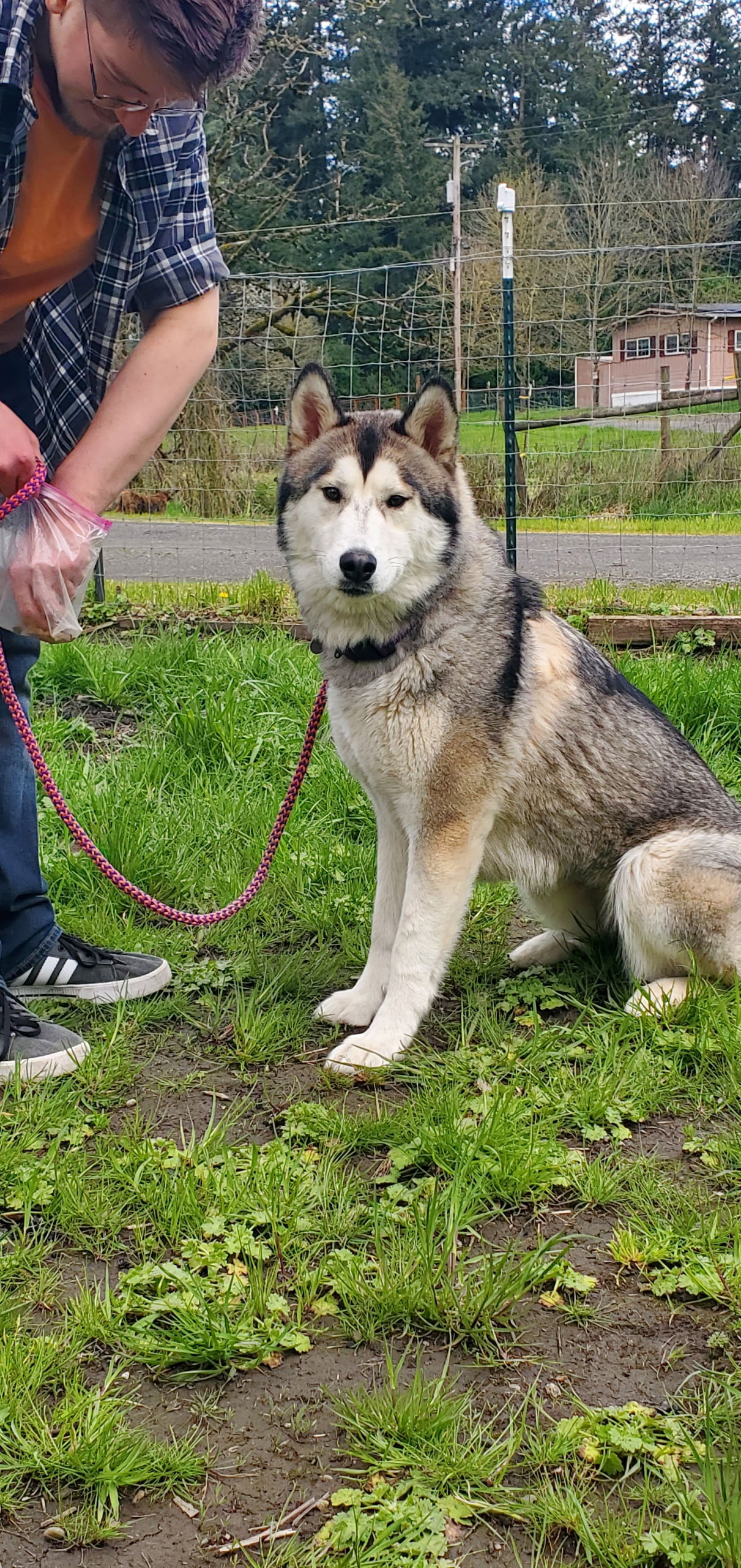 adoptable Dog in Seattle, WA named MAGGIE (Courtesy Listing)