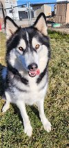 adoptable Dog in , WA named MAX (Courtesy Listing)