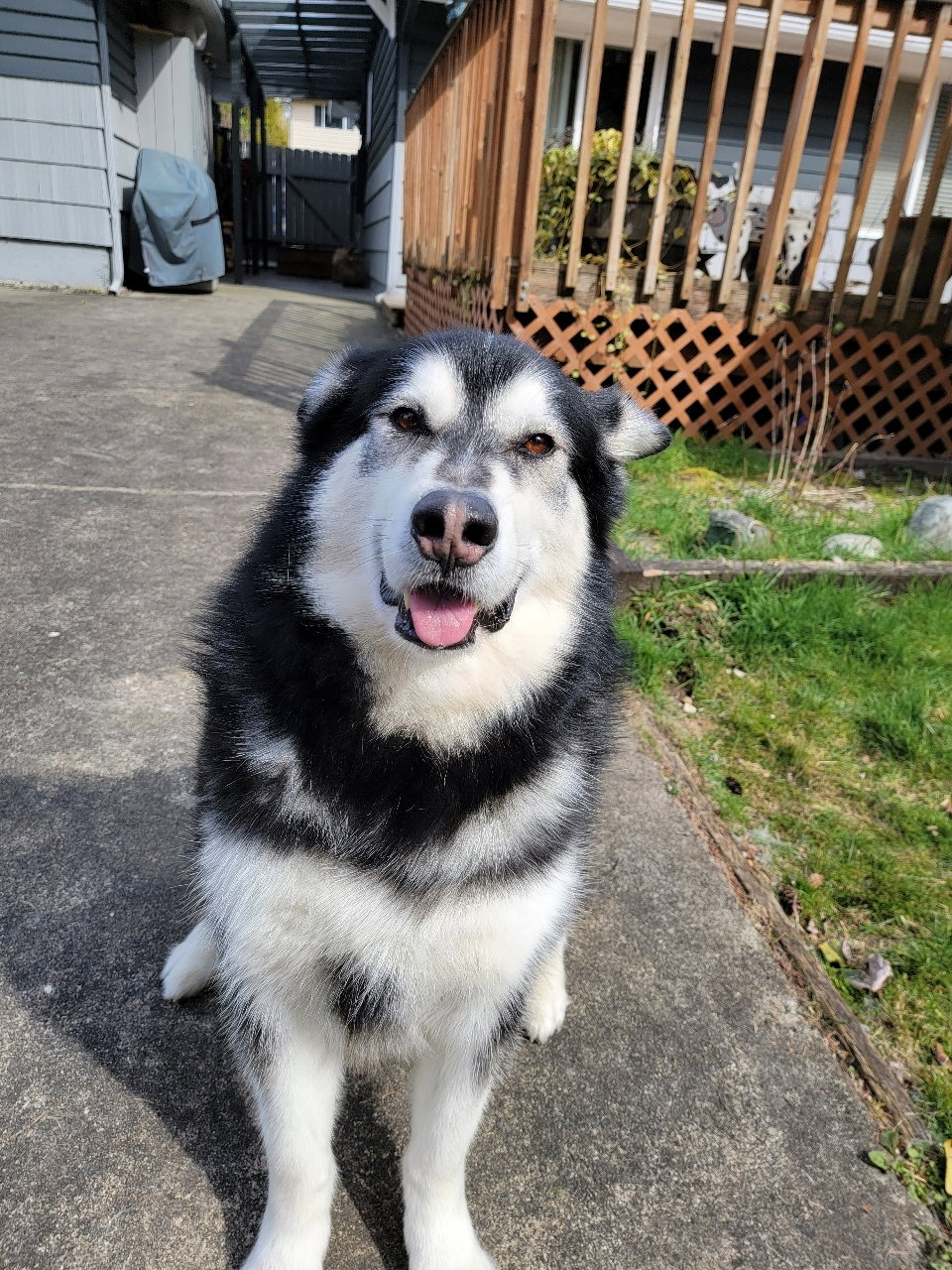 dog-image