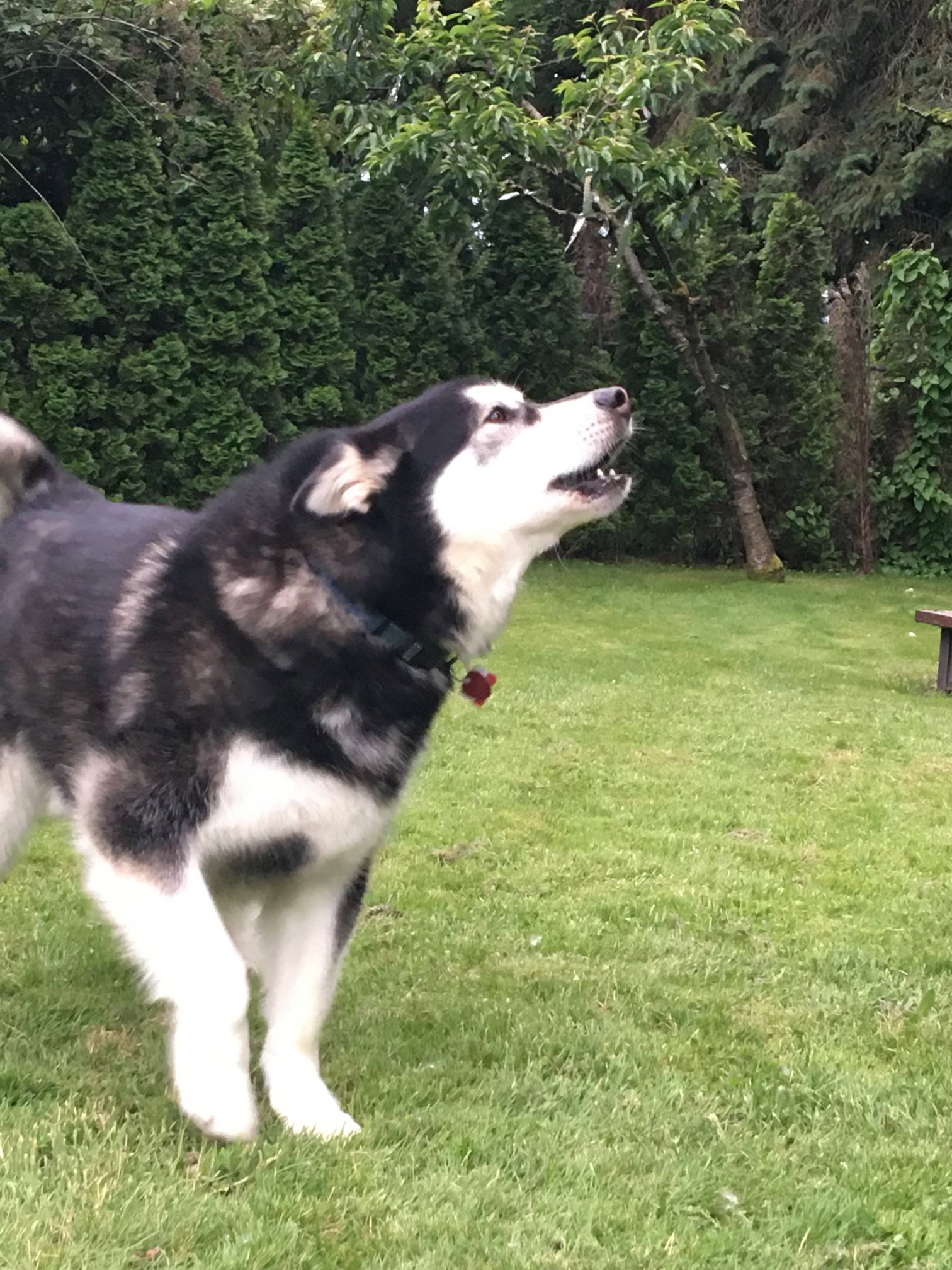 dog-image