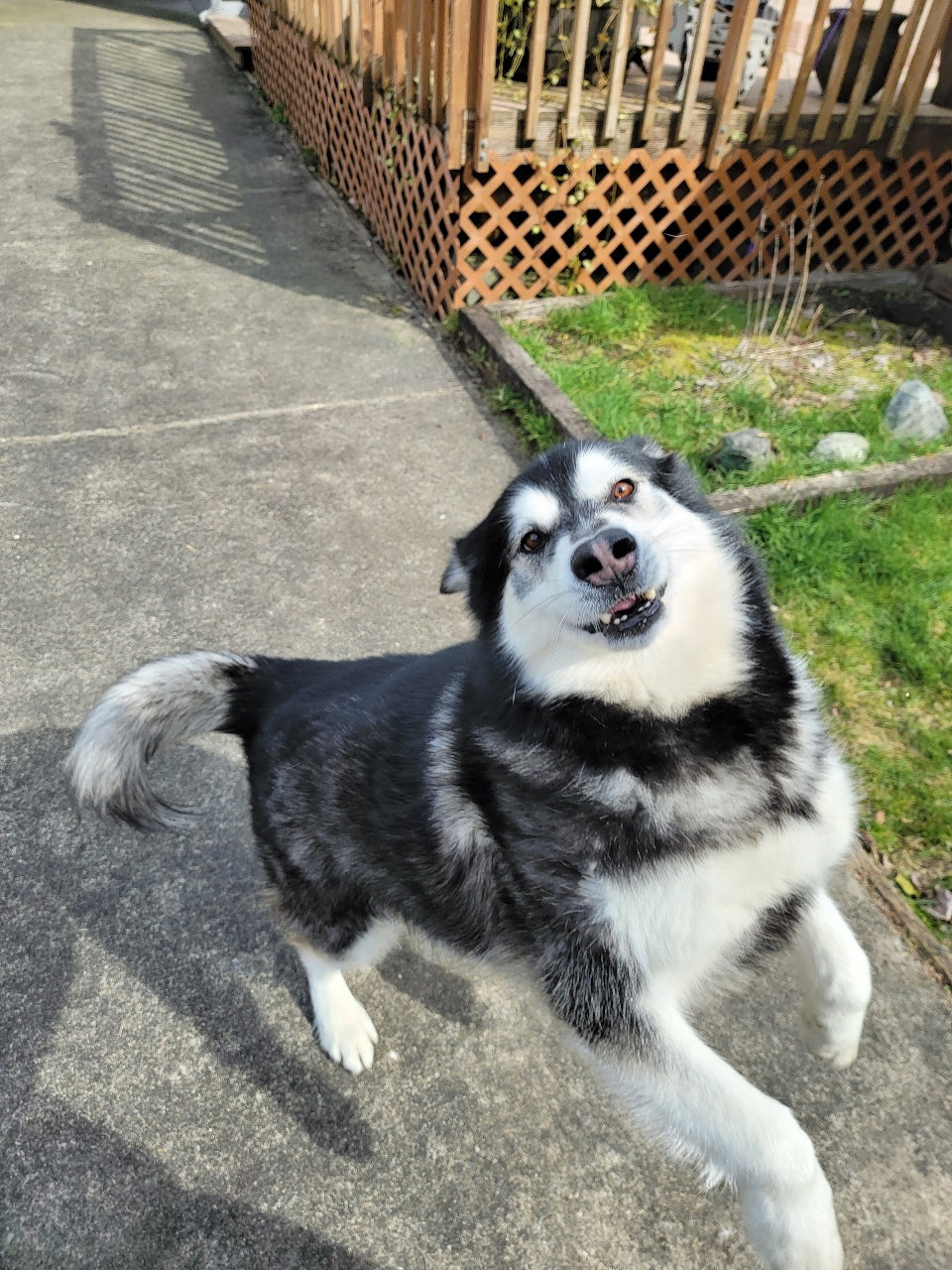 dog-image