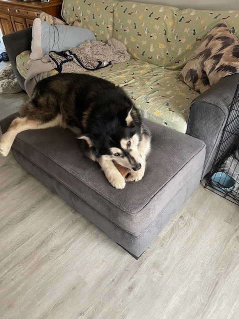 dog-image