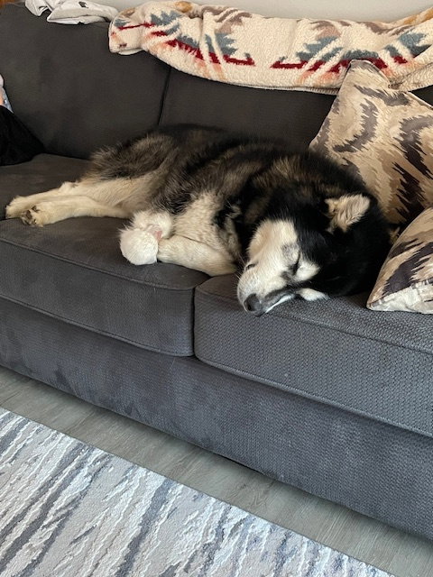 dog-image