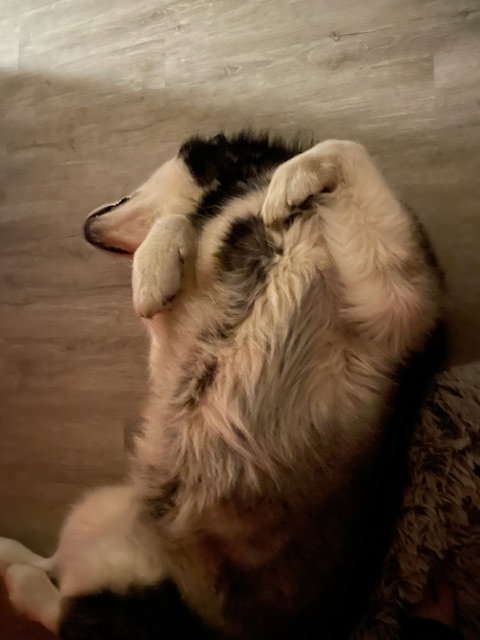 dog-image