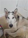 adoptable Dog in seattle, WA named FOX (Courtesy Listing)