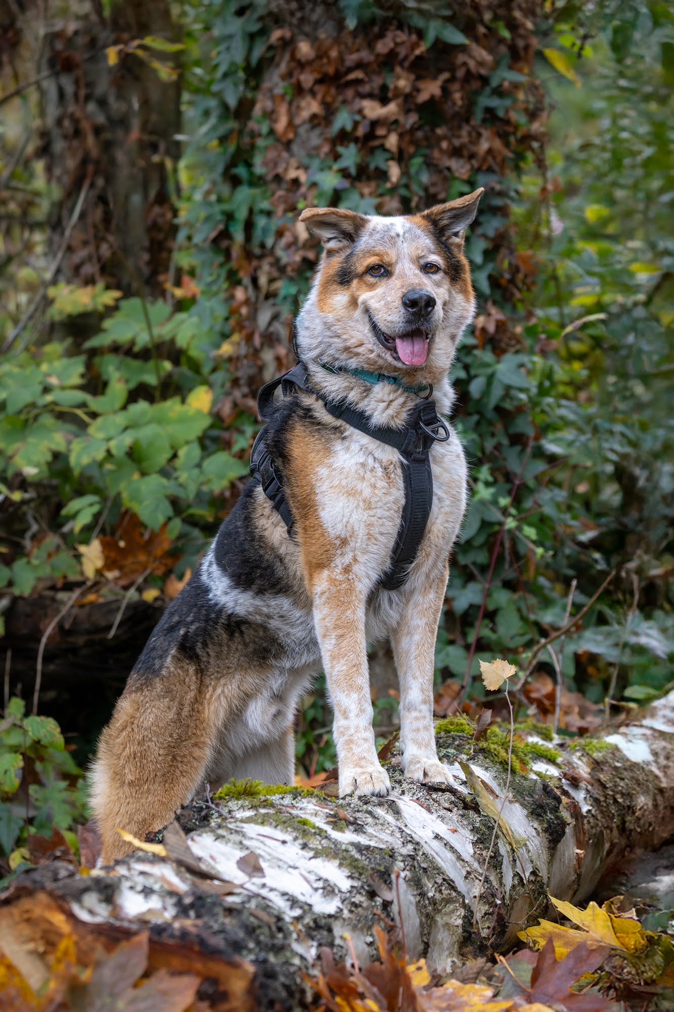 dog-image