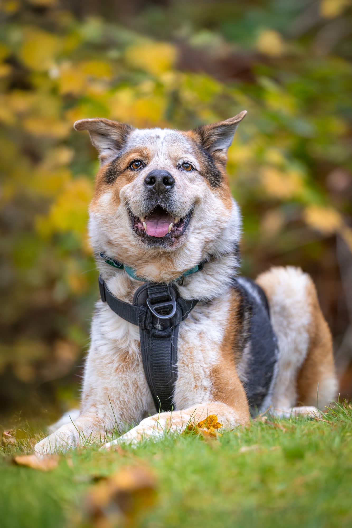 dog-image
