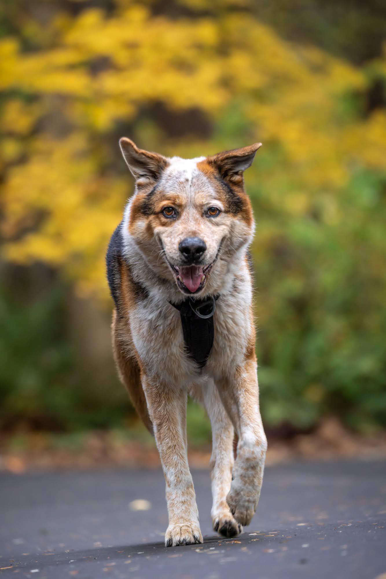 dog-image