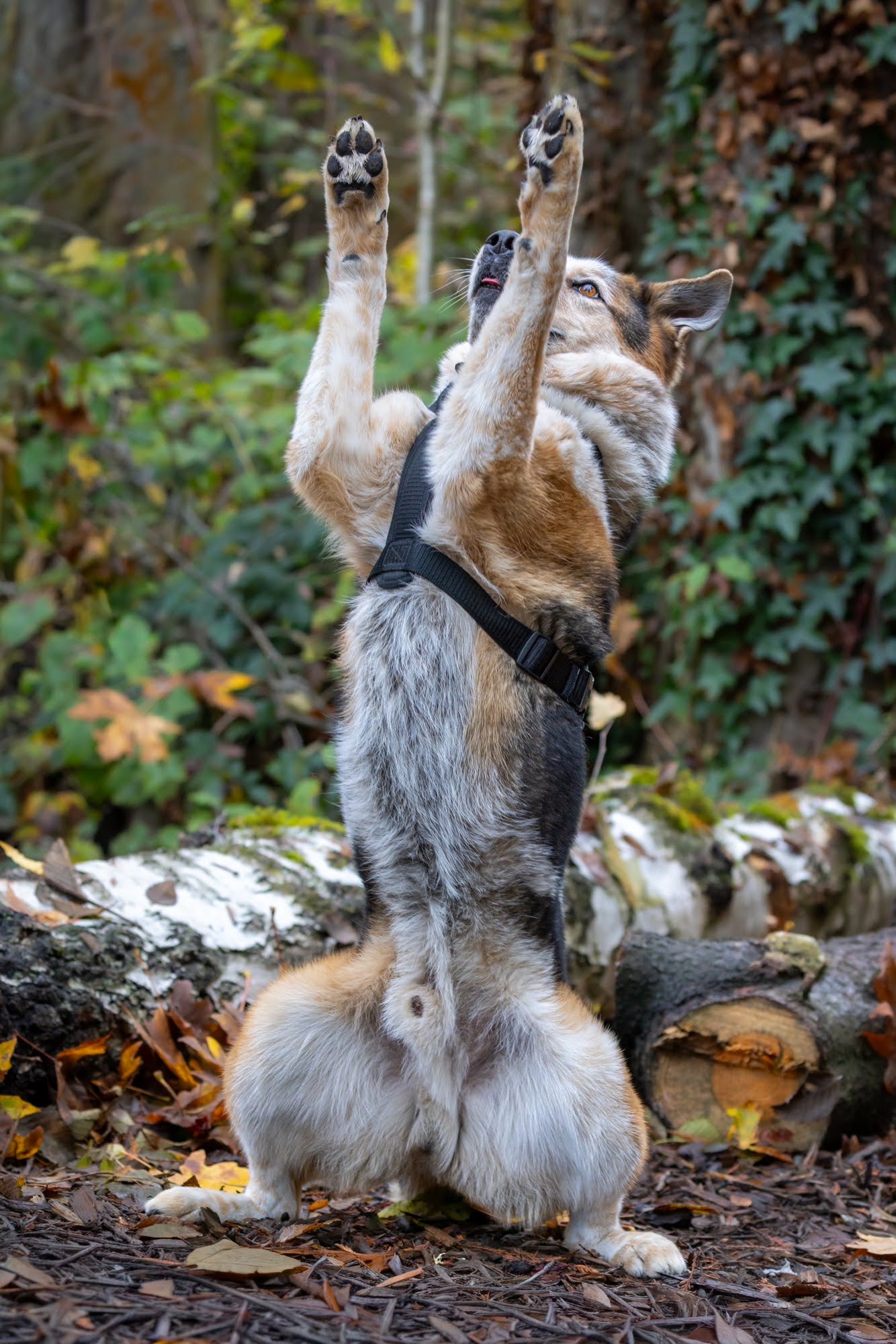 dog-image