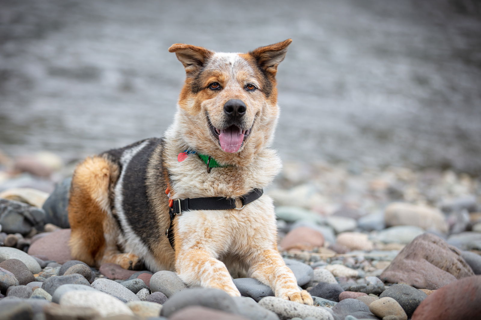 adoptable Dog in Seattle, WA named HADES