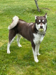 dog-image