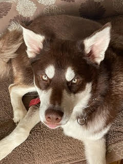 dog-image