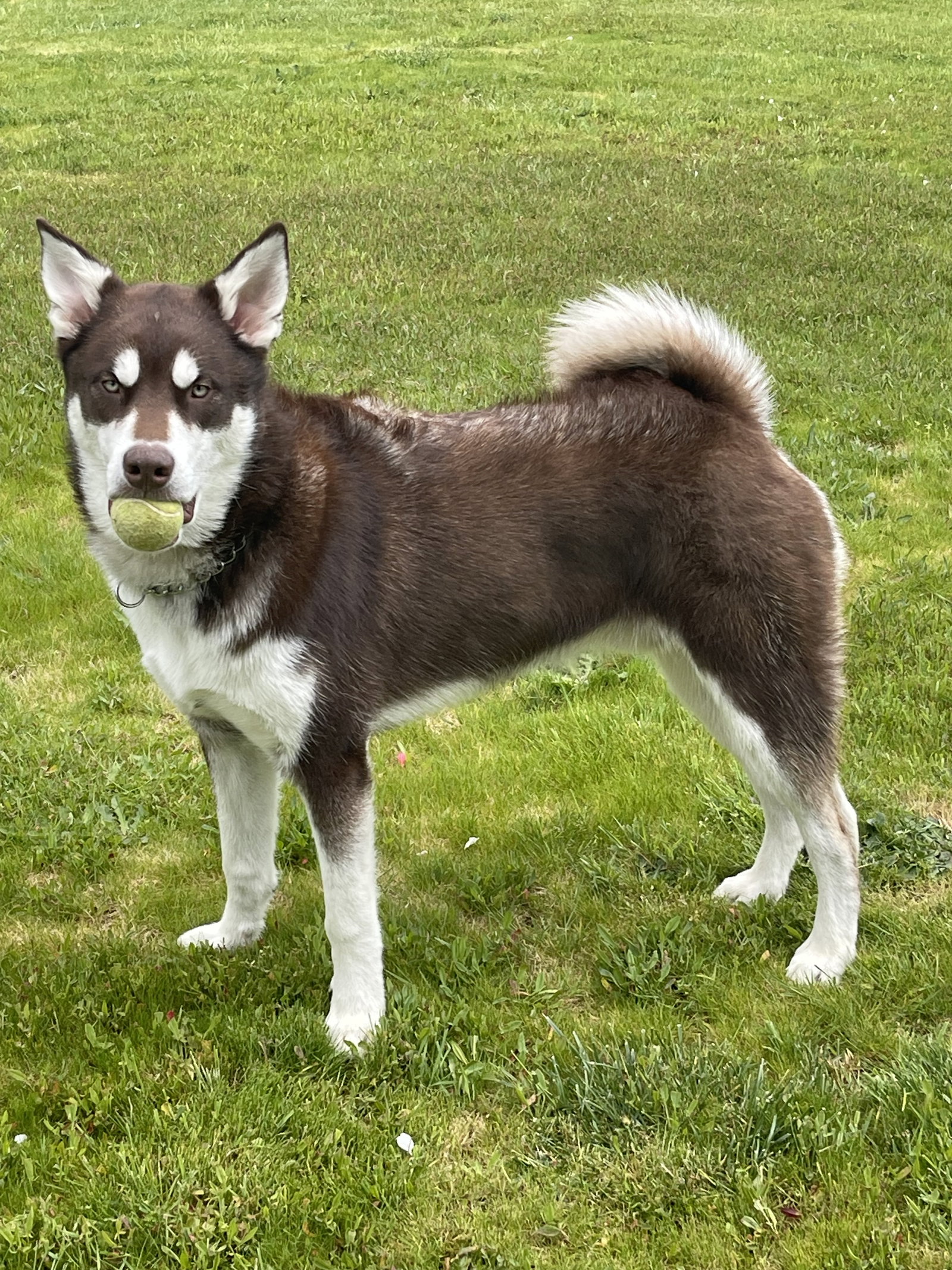 dog-image