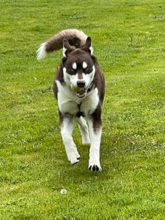dog-image