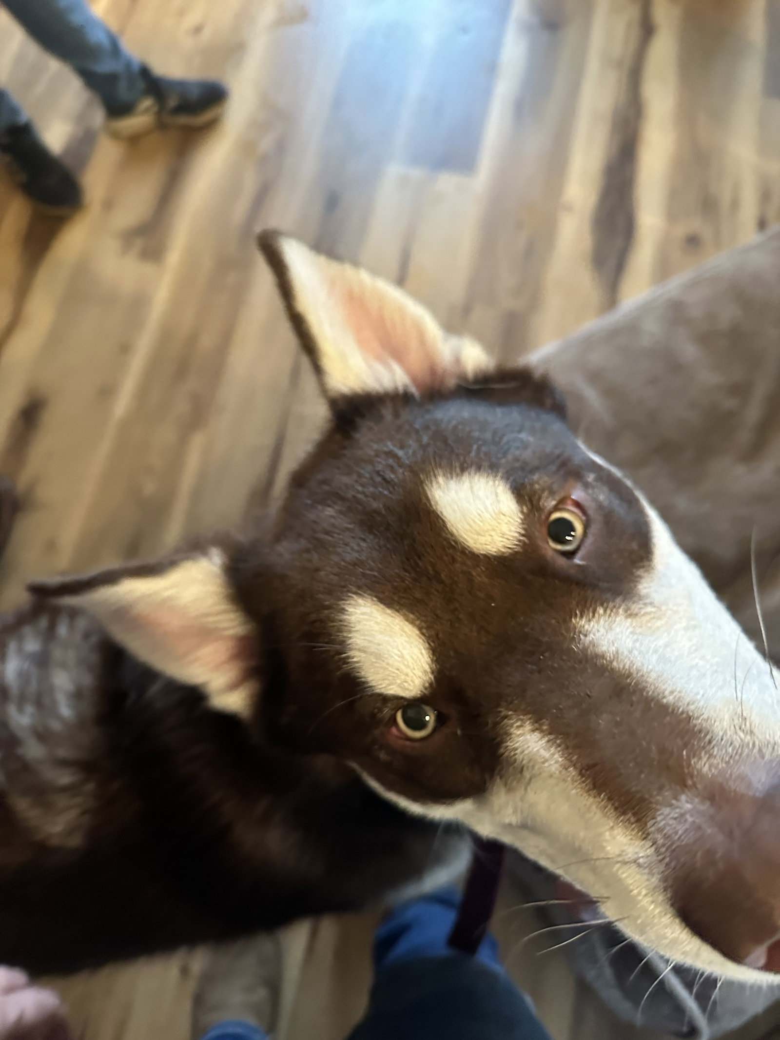 dog-image