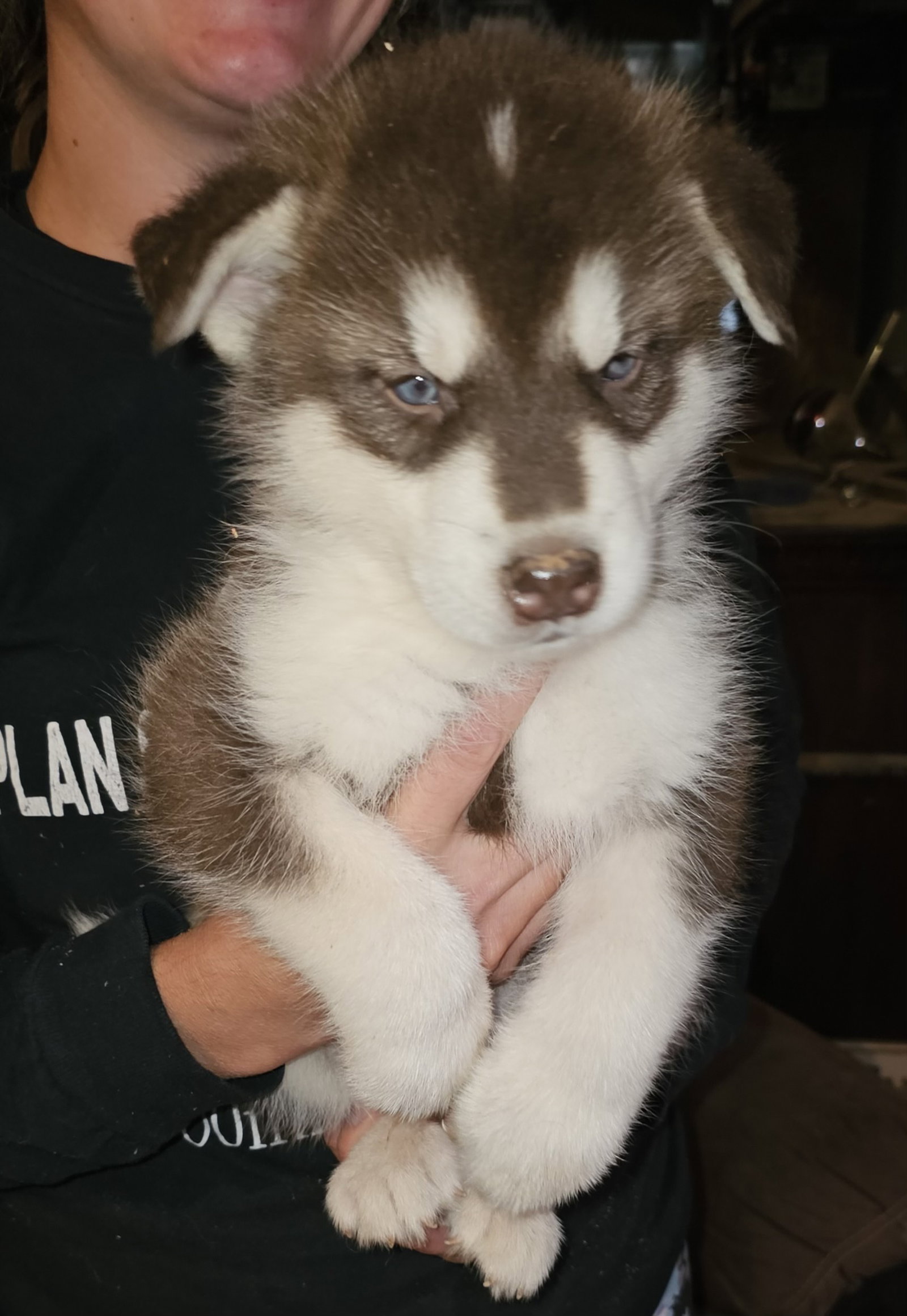 dog-image