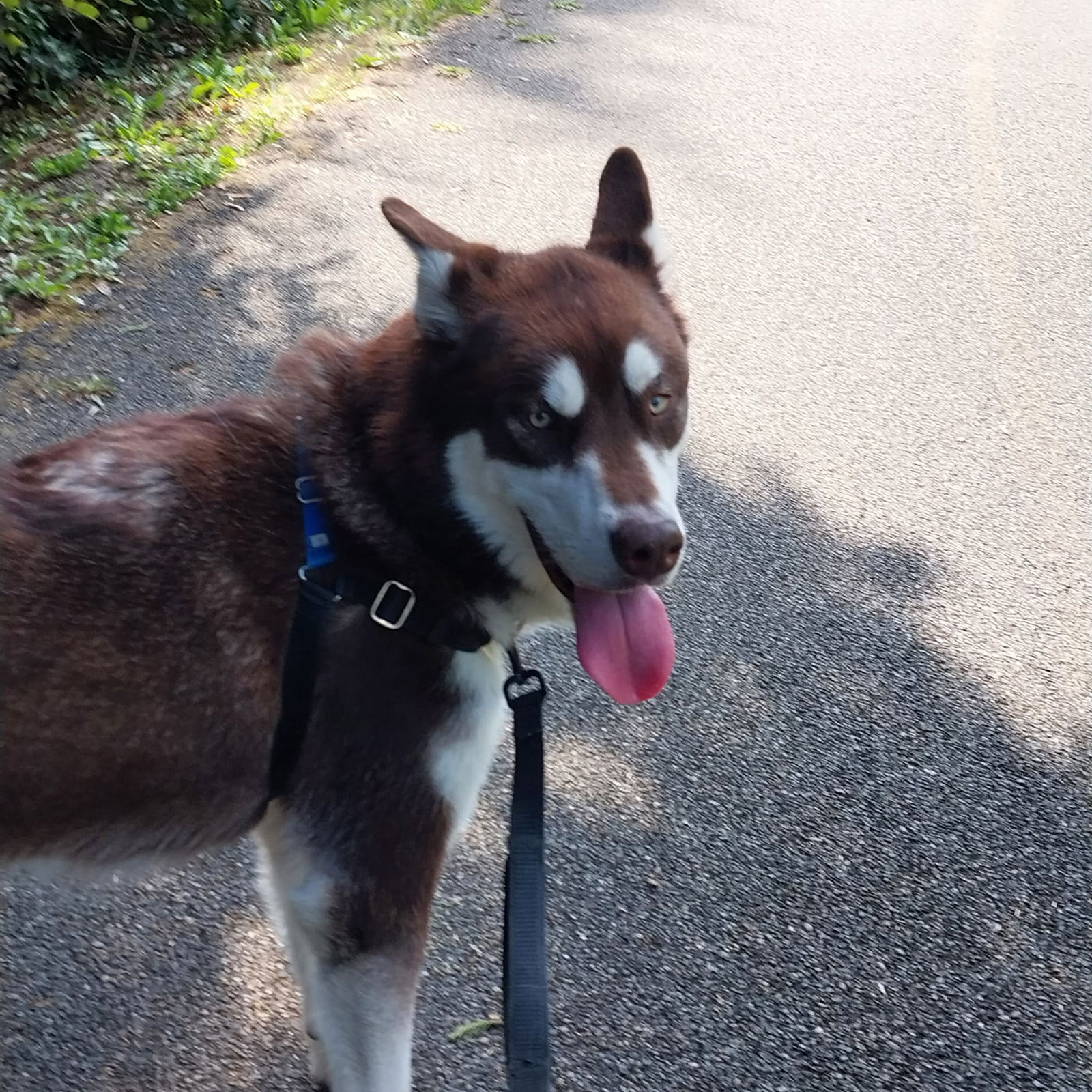 adoptable Dog in Puyallup, WA named SIRIUS