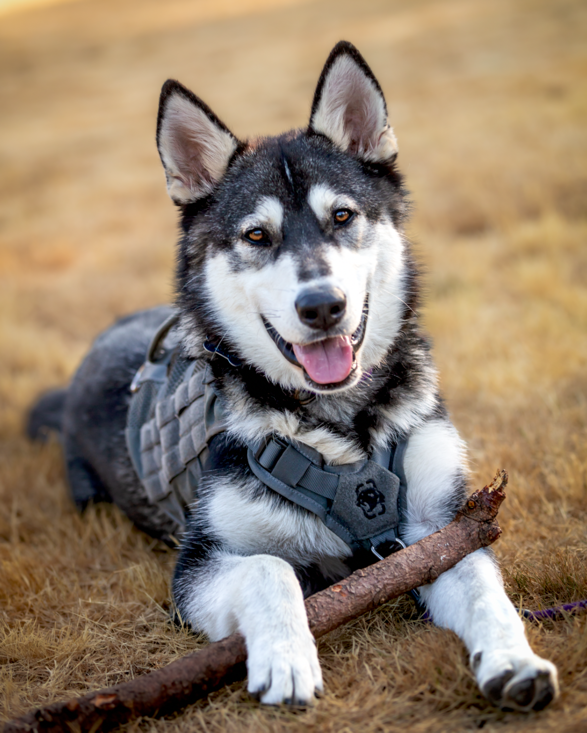 adoptable Dog in Seattle, WA named OAKLEY (Adoption Pending)