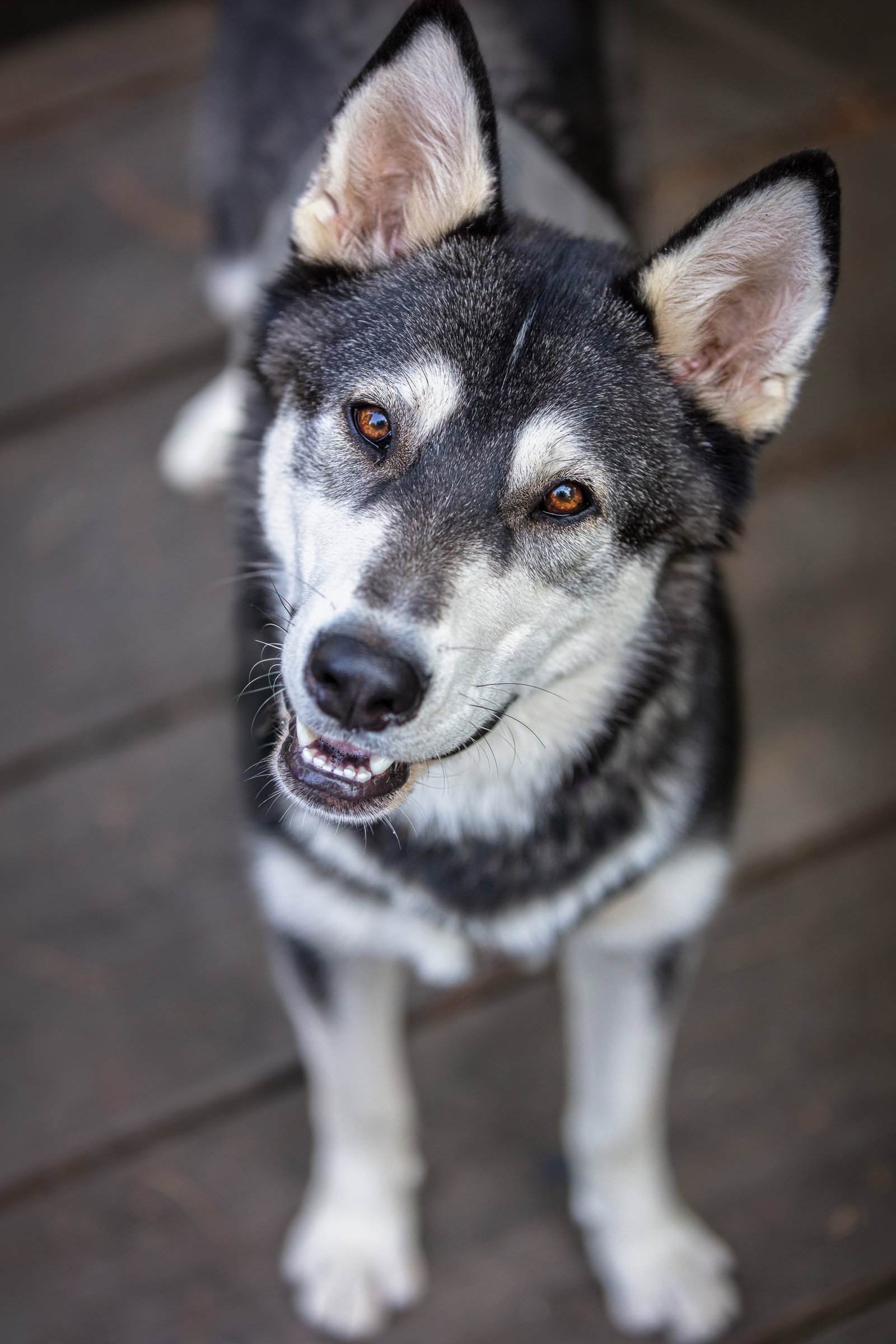 dog-image