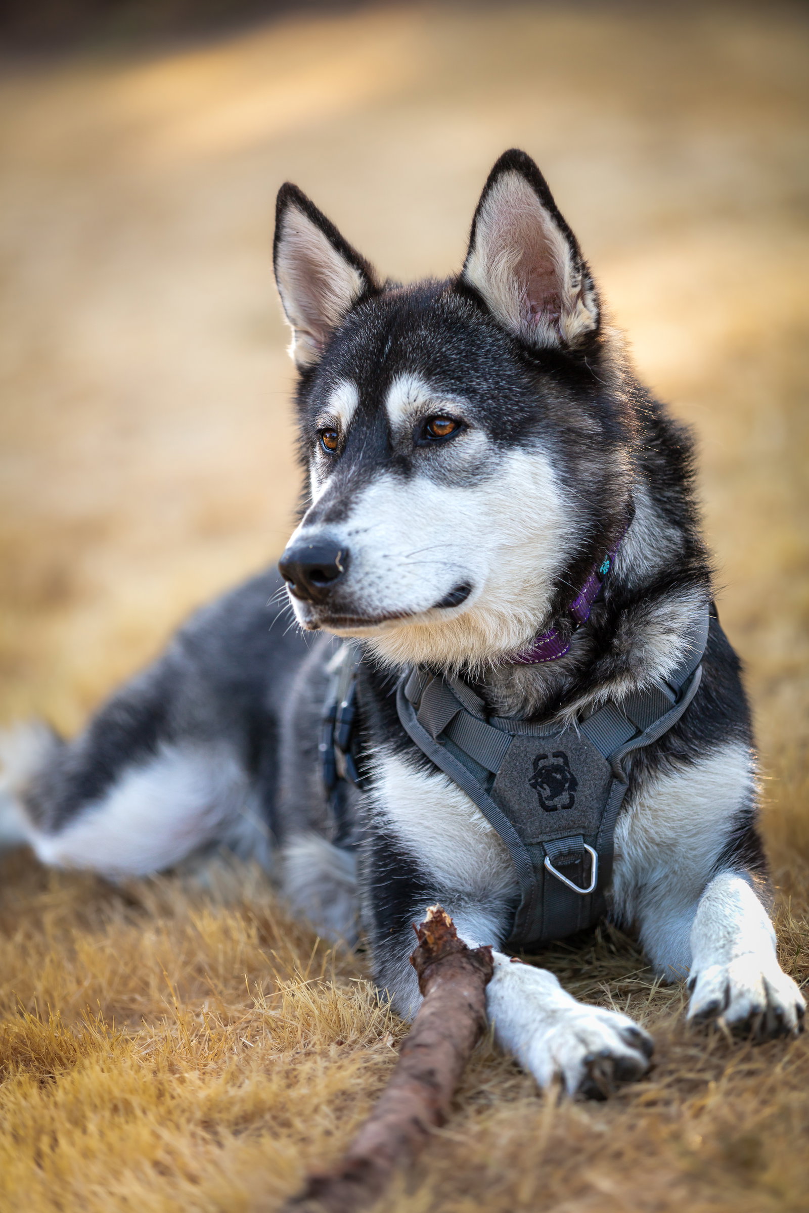 dog-image