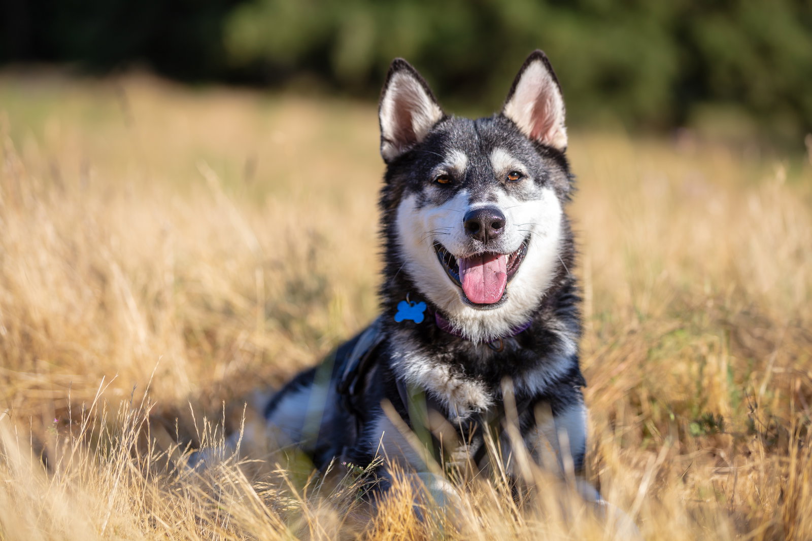 dog-image