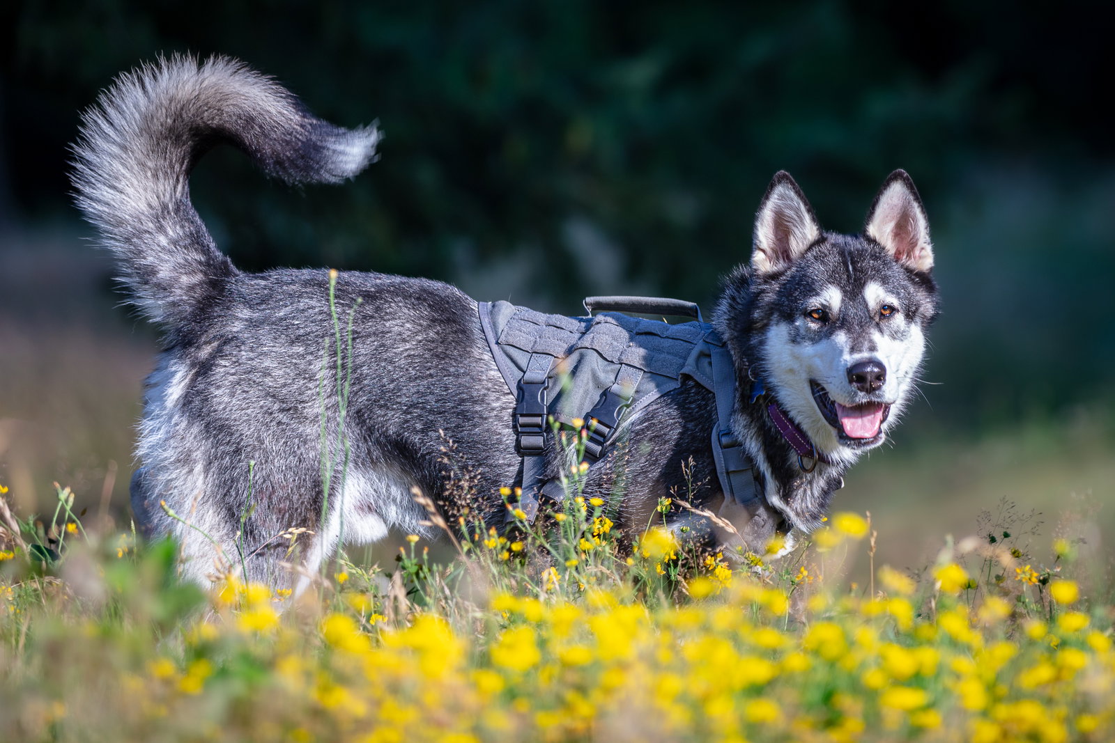 dog-image