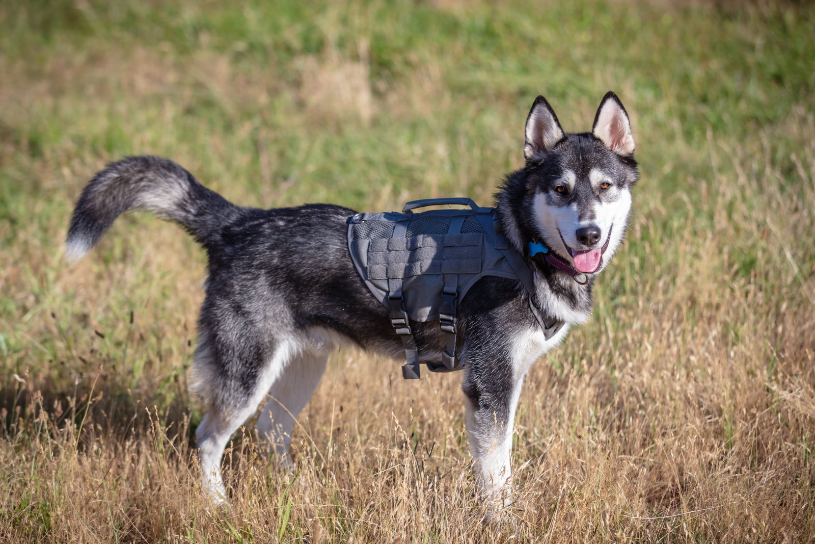 dog-image
