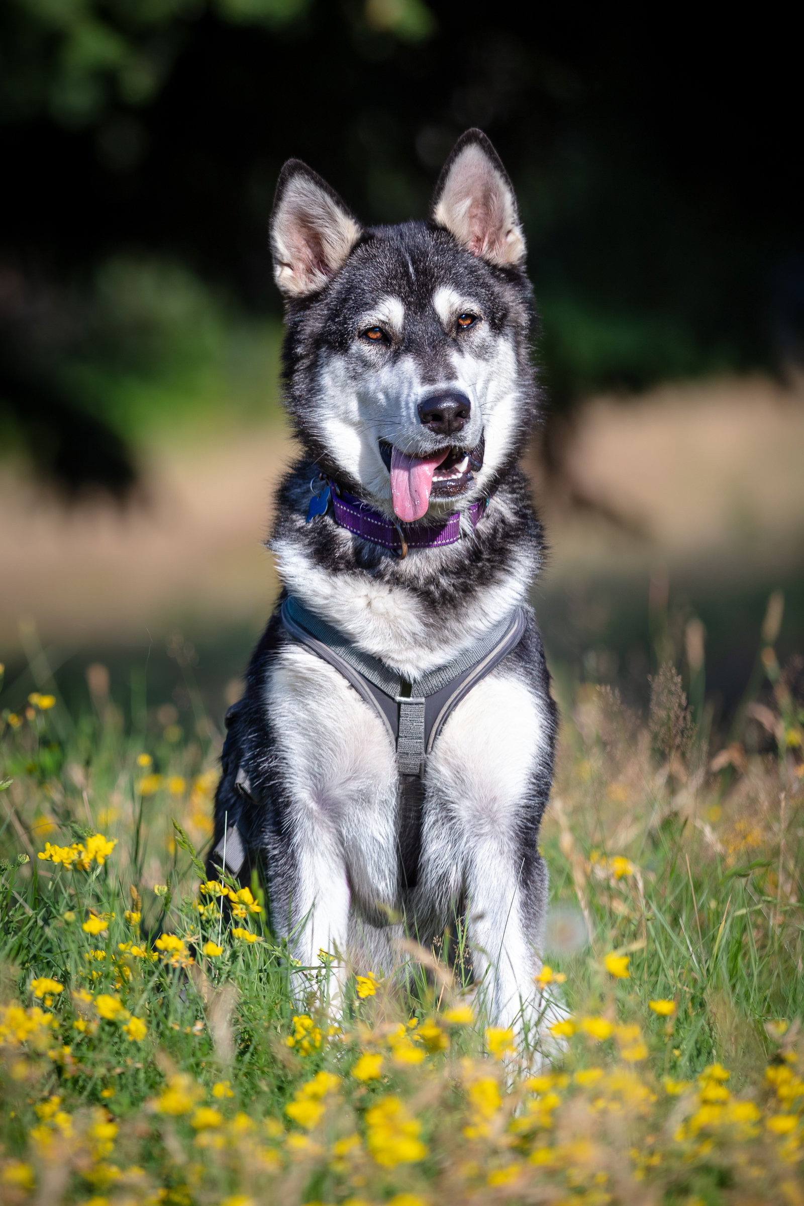 dog-image