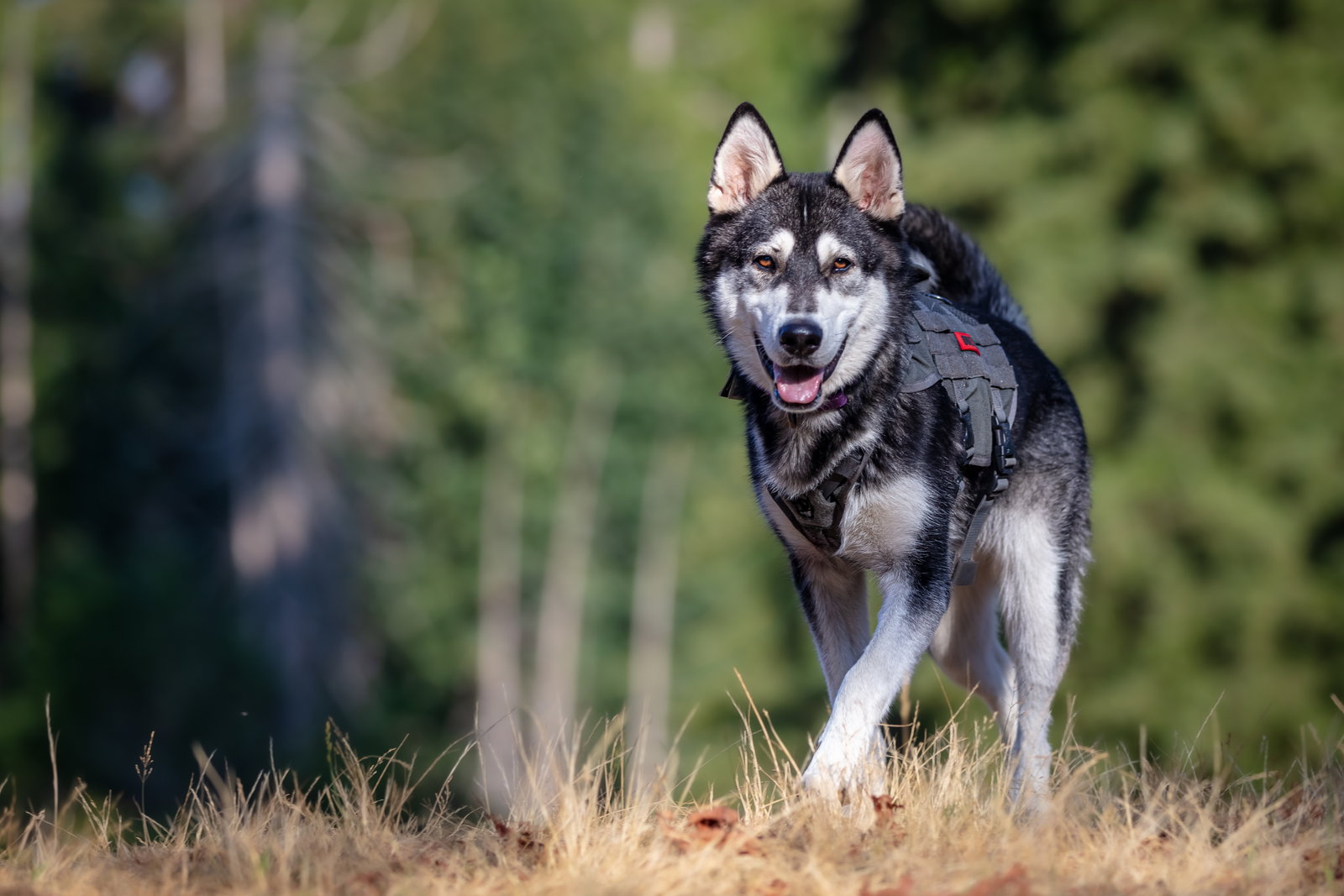 dog-image