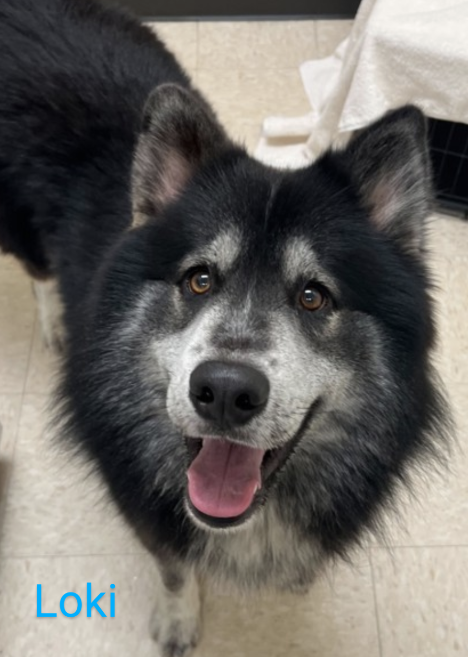 adoptable Dog in Seattle, WA named LOKI (Courtesy Listing)