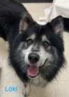 adoptable Dog in , WA named LOKI (Courtesy Listing)