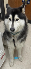 adoptable Dog in , WA named THOR (Courtesy Listing)