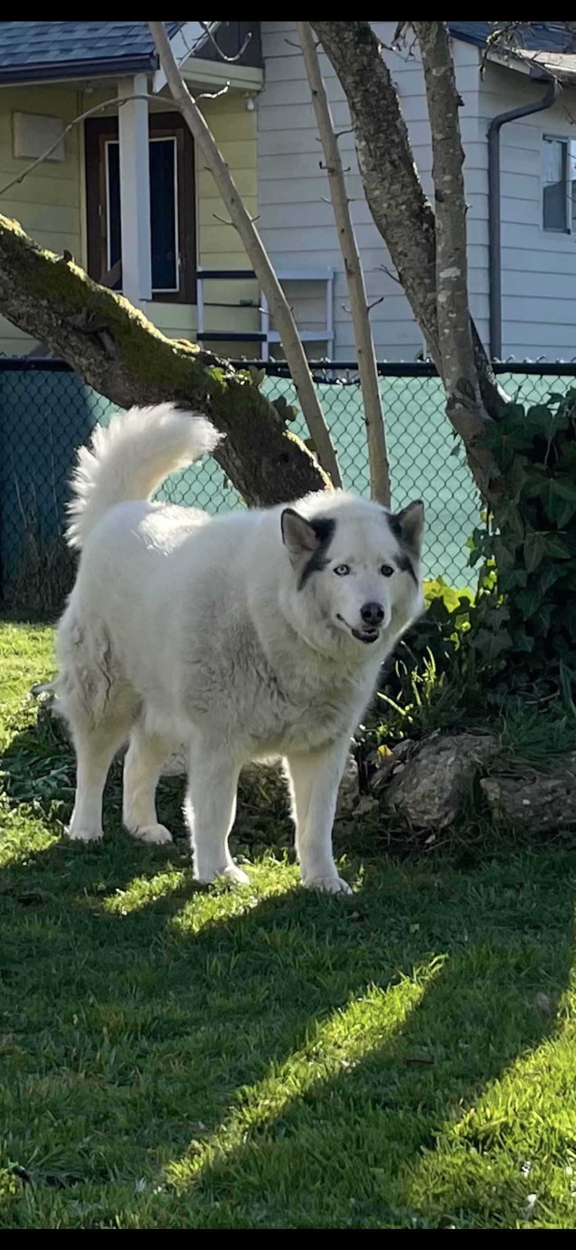 dog-image