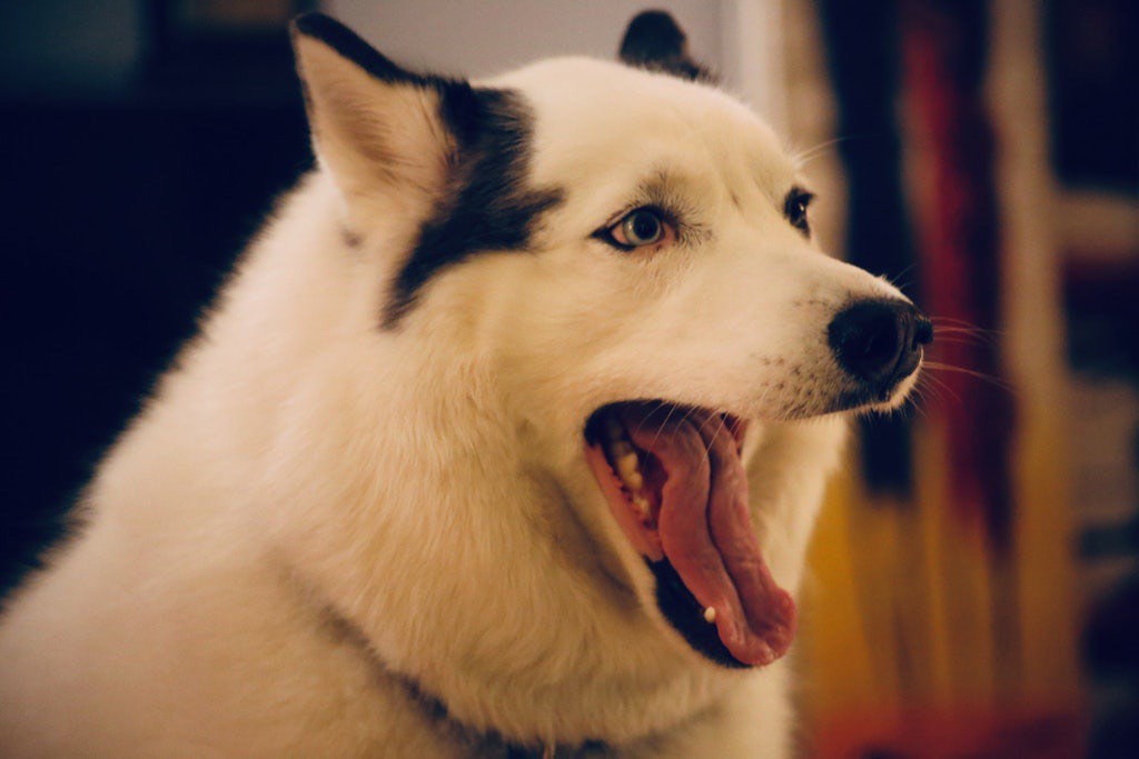 dog-image