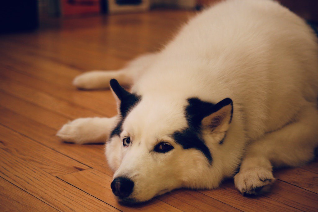 dog-image