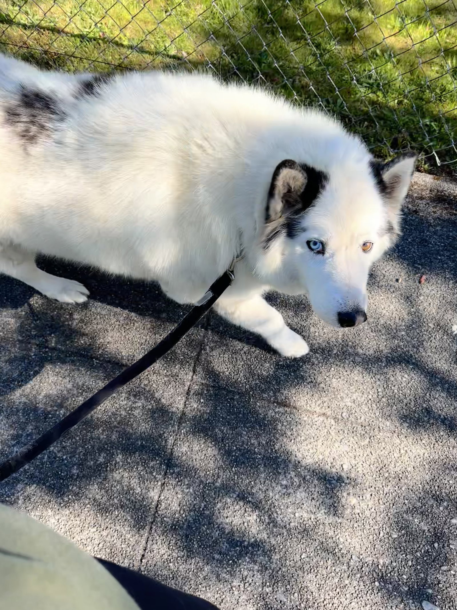 dog-image