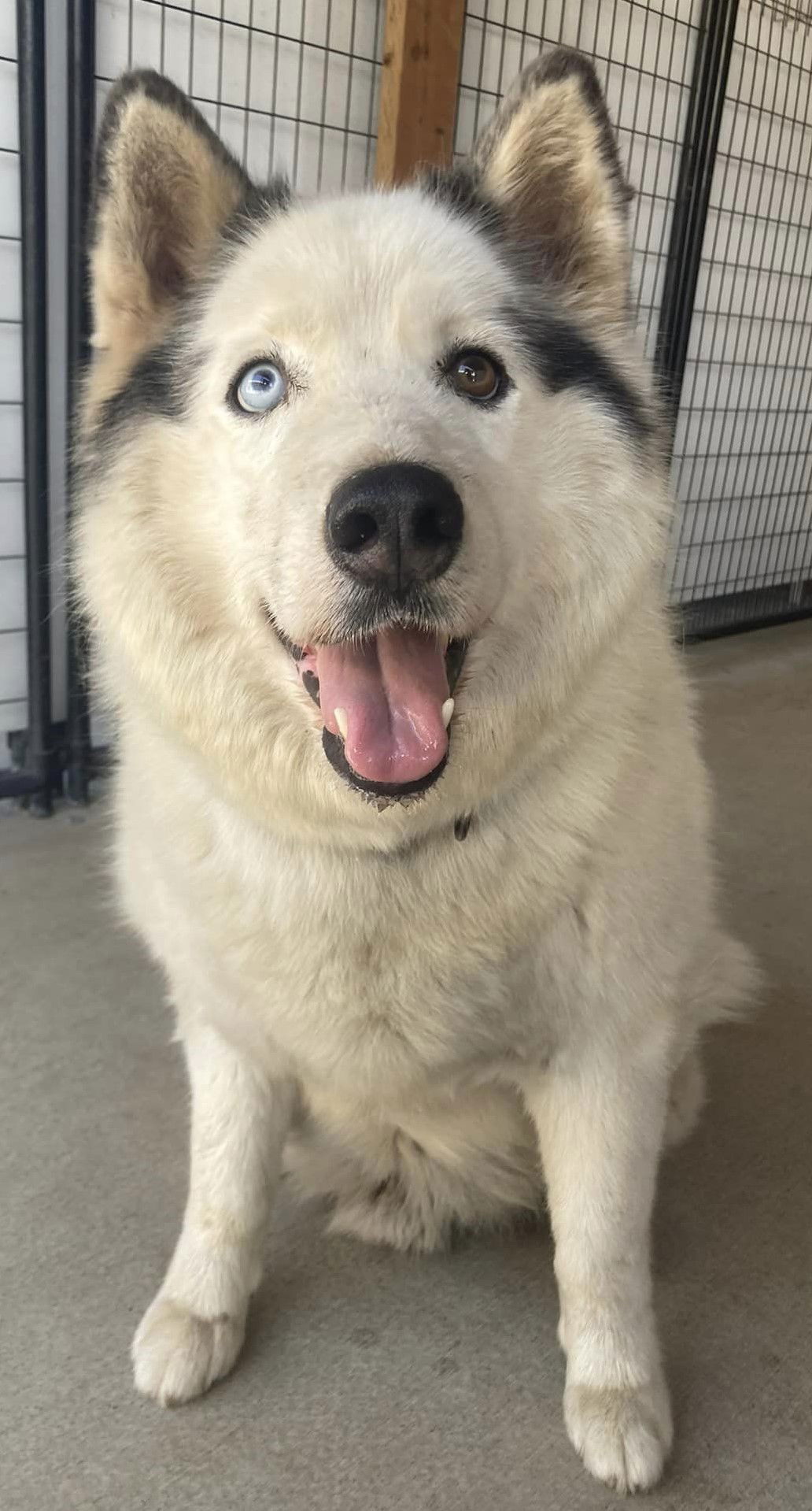 adoptable Dog in Puyallup, WA named BANE