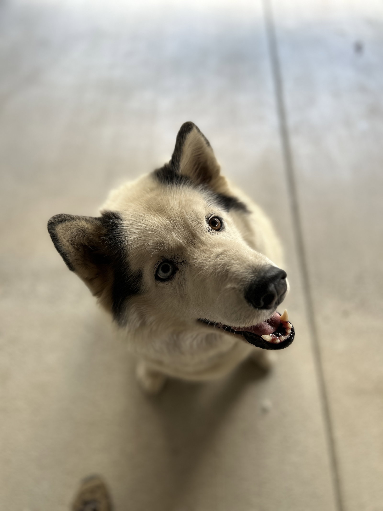 dog-image