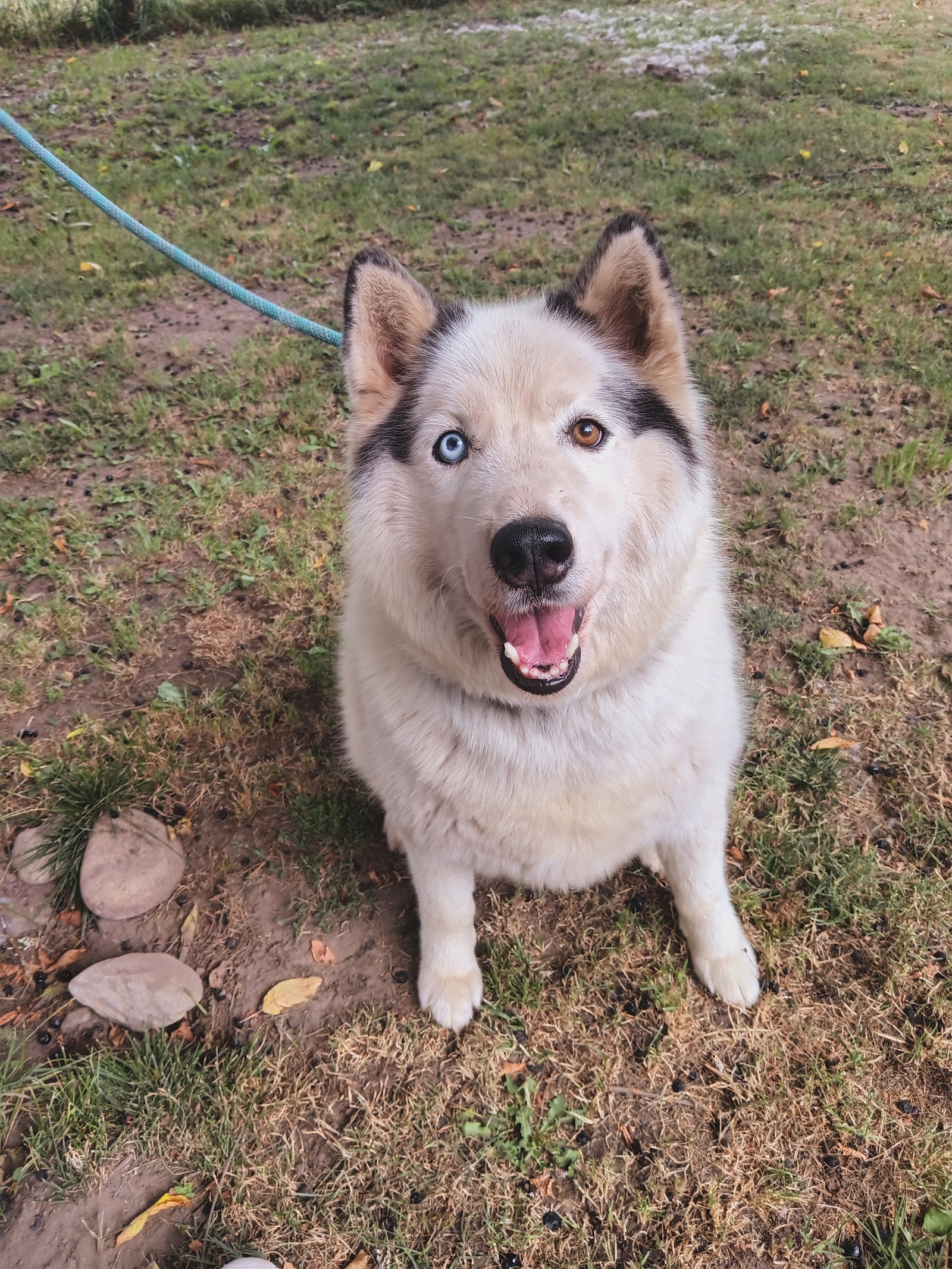 dog-image