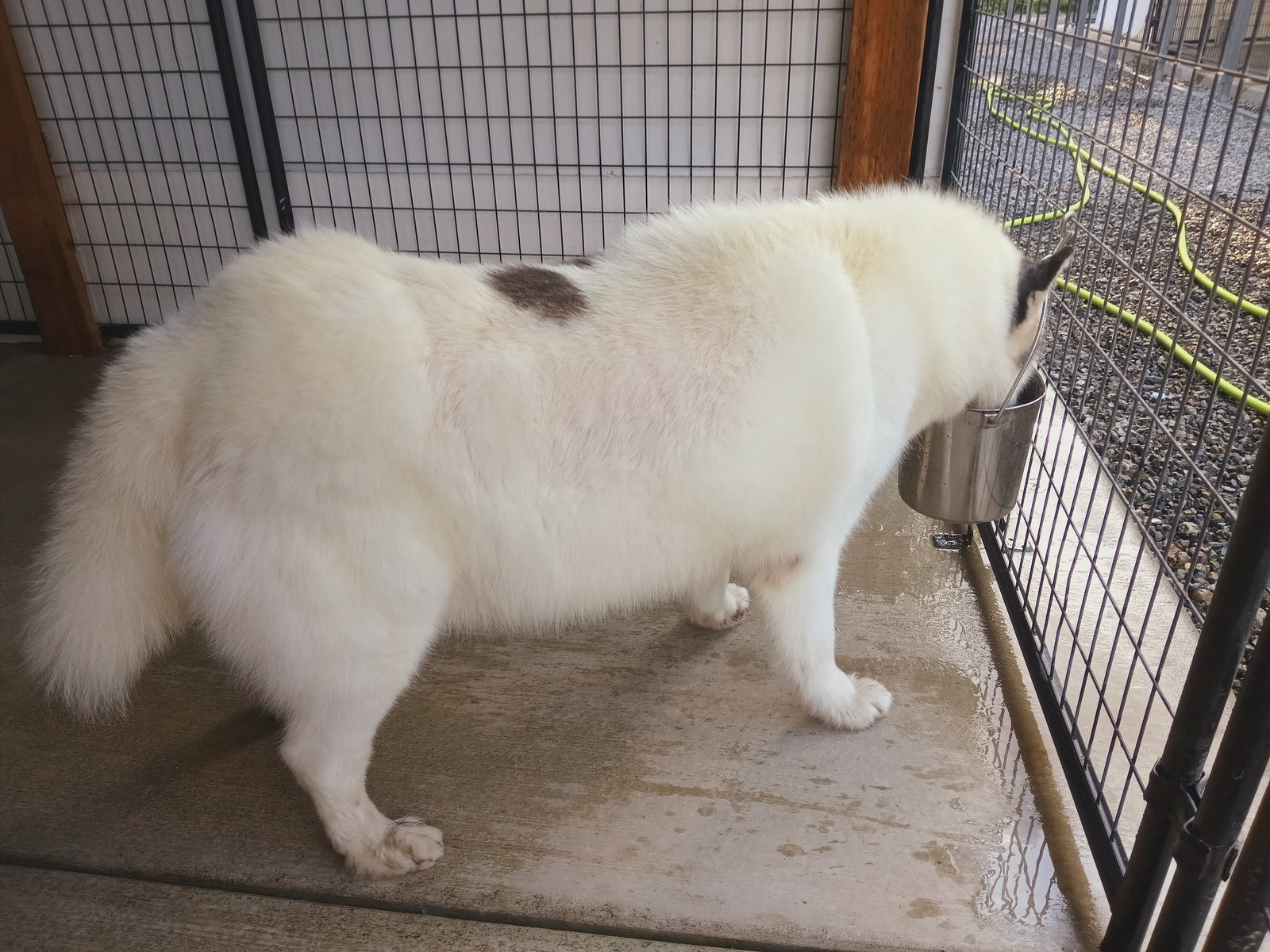 dog-image