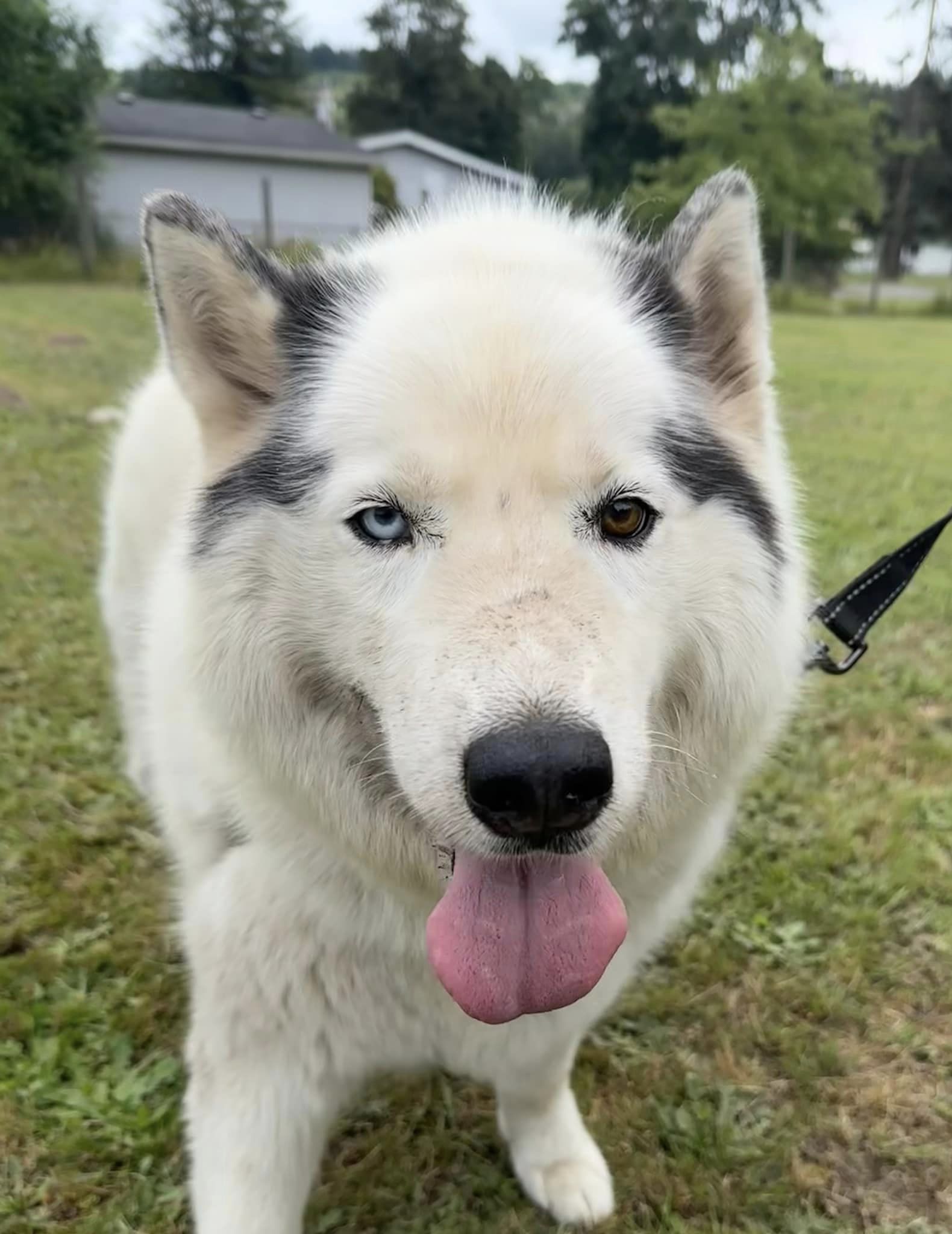 dog-image