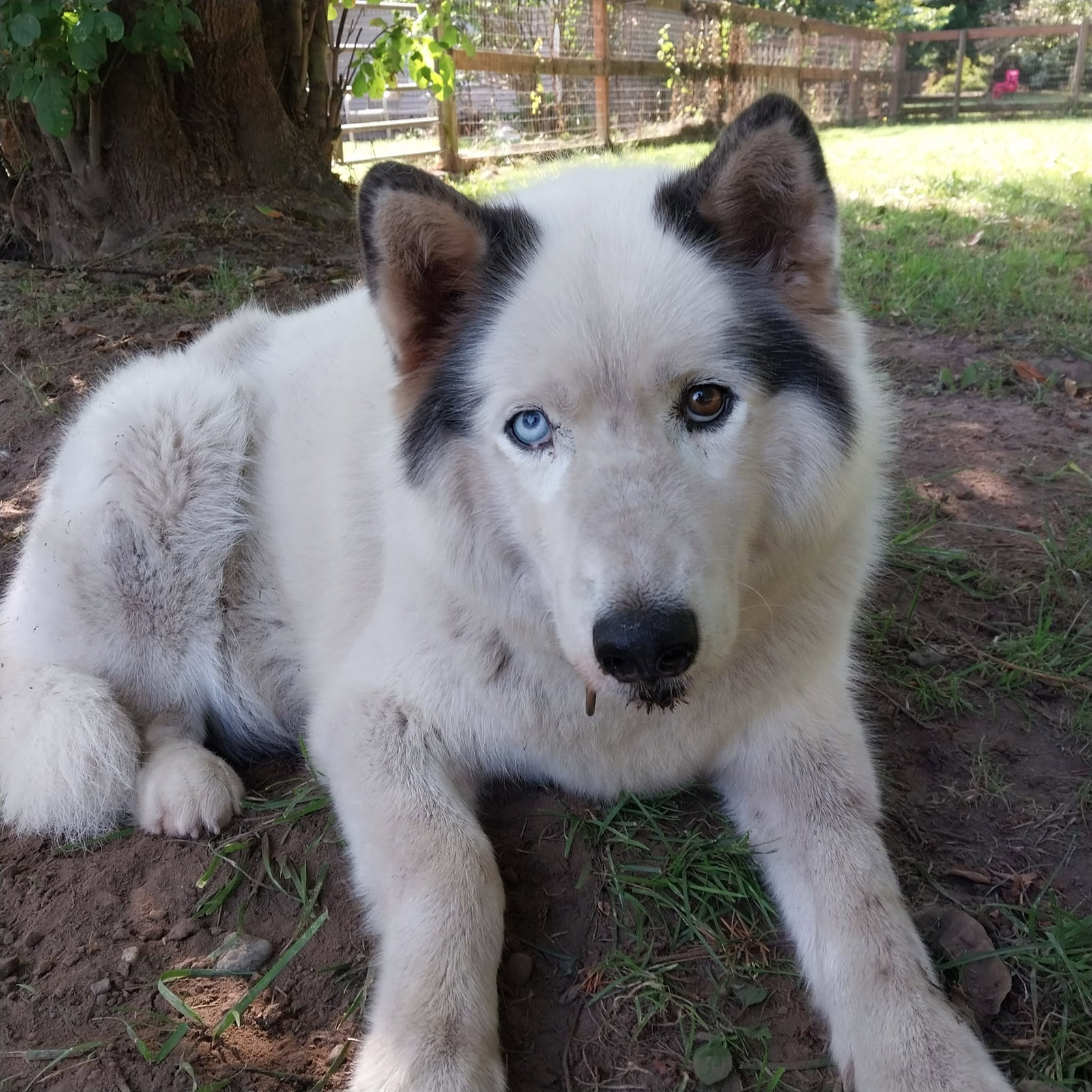 dog-image
