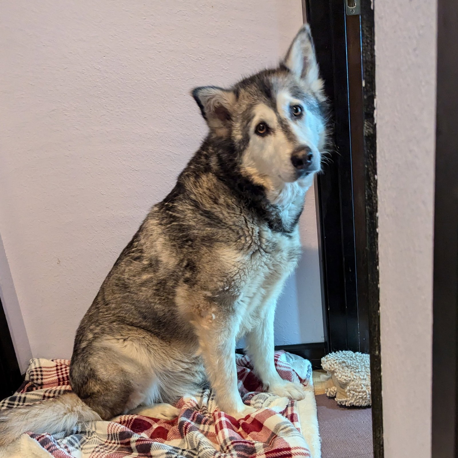 dog-image