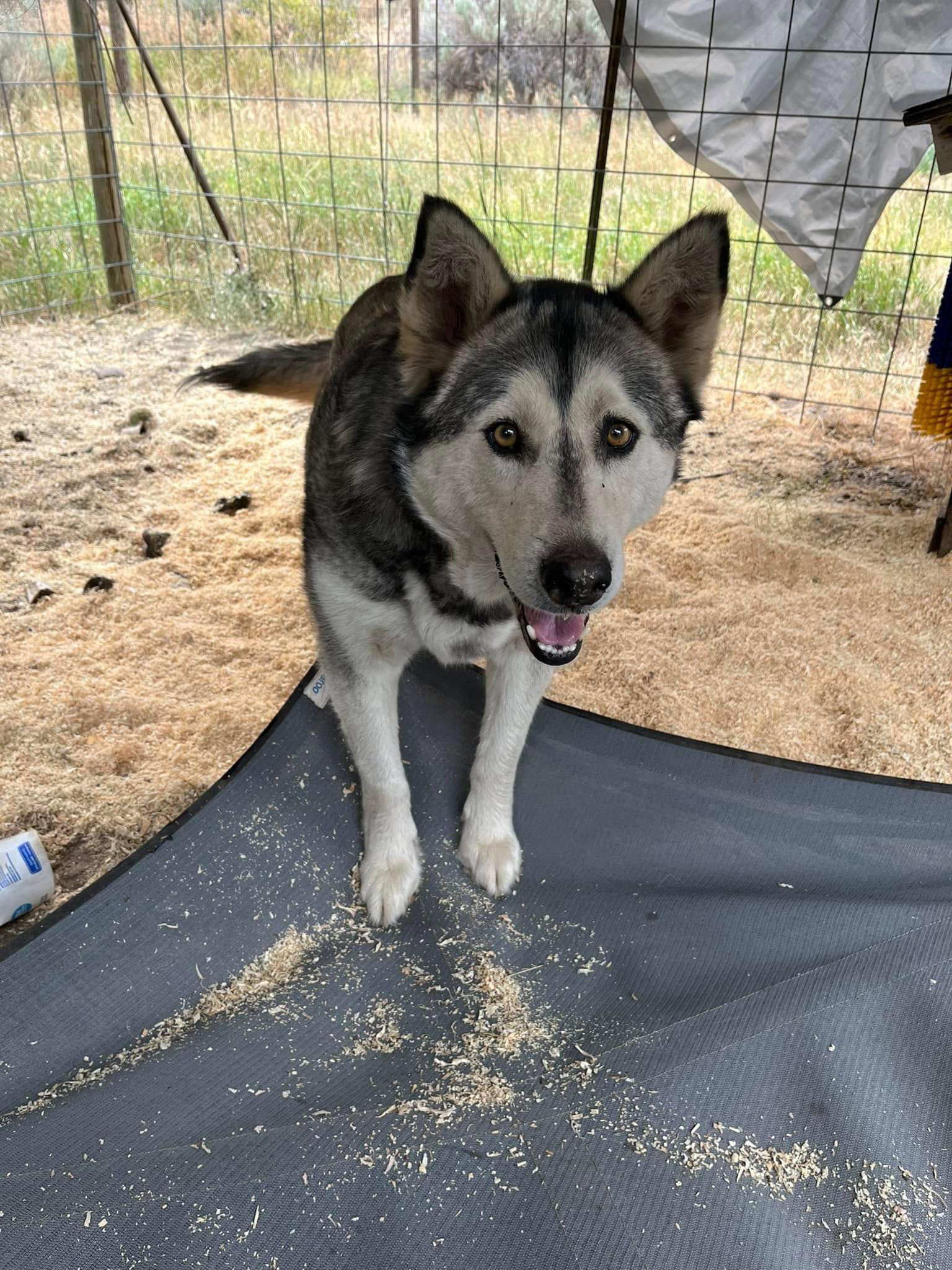 dog-image