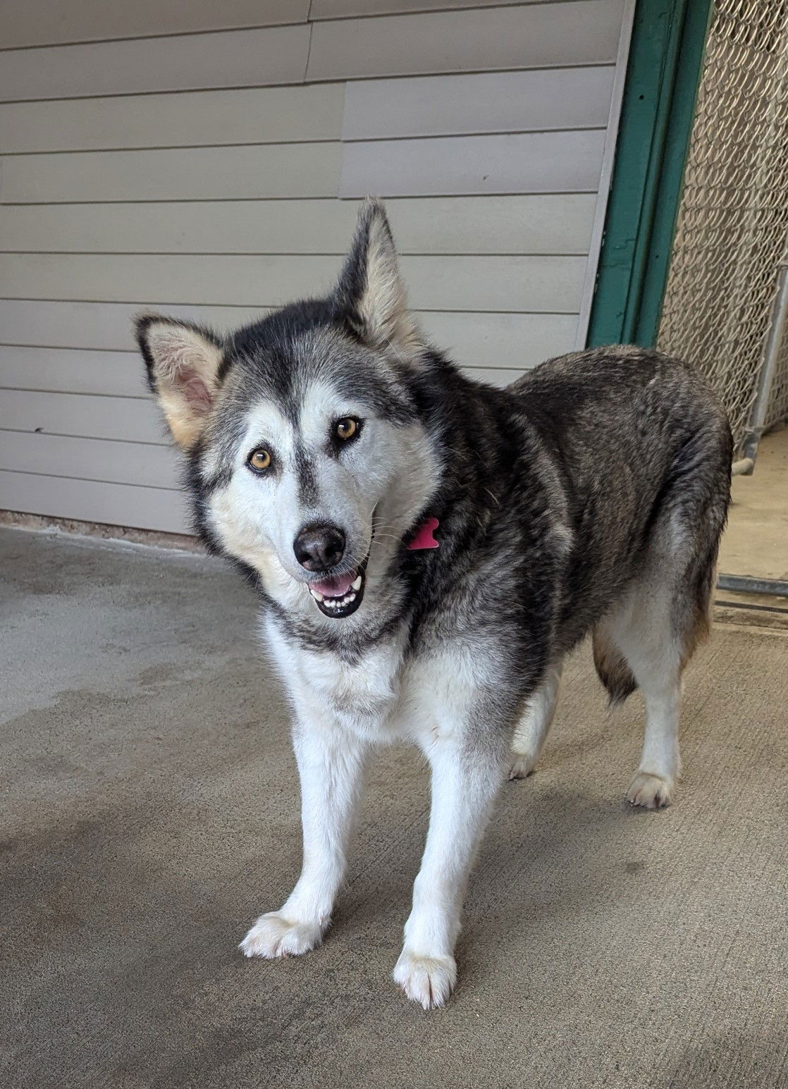 adoptable Dog in Puyallup, WA named WINTER