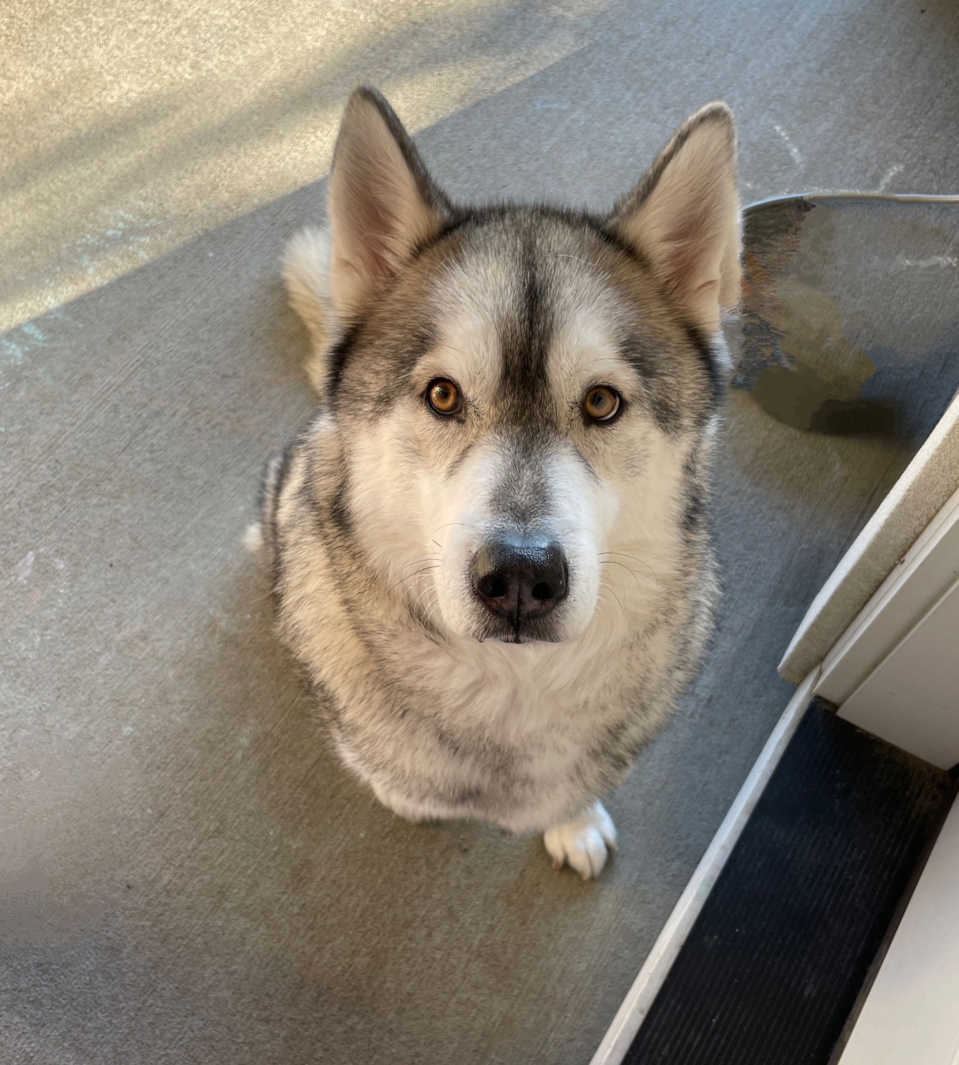 adoptable Dog in Seattle, WA named ZEKE