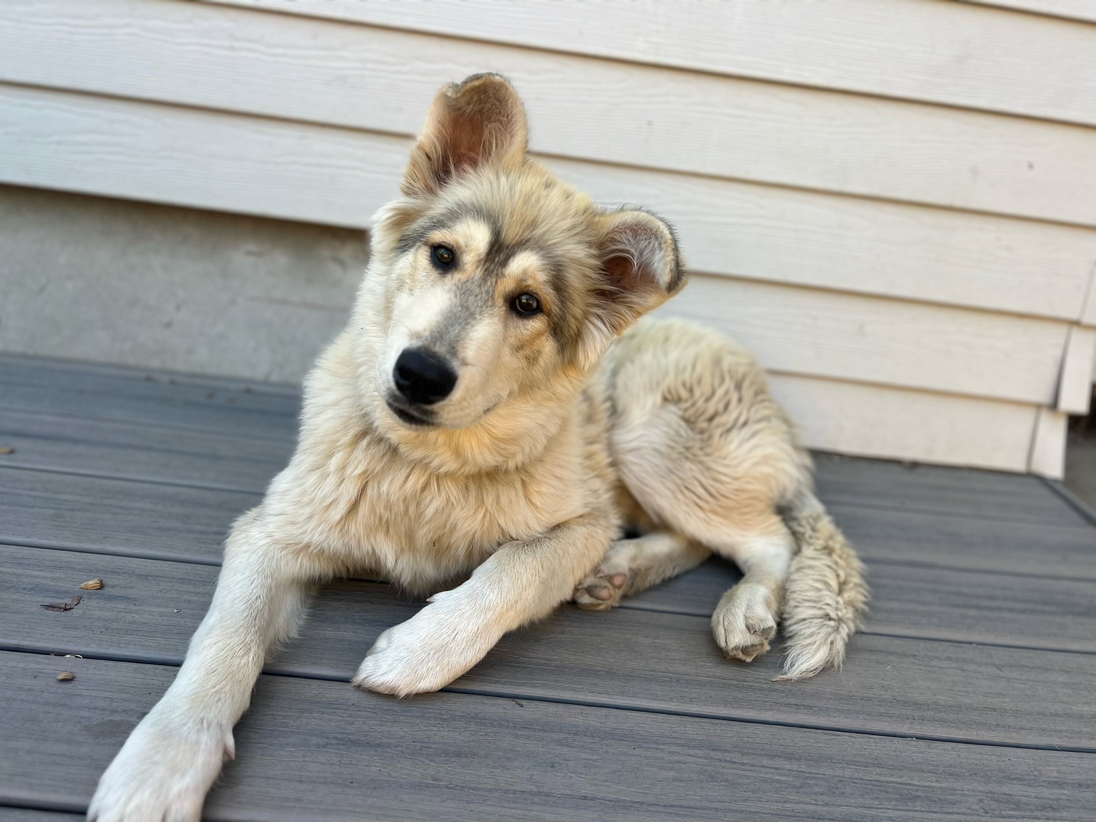 dog-image