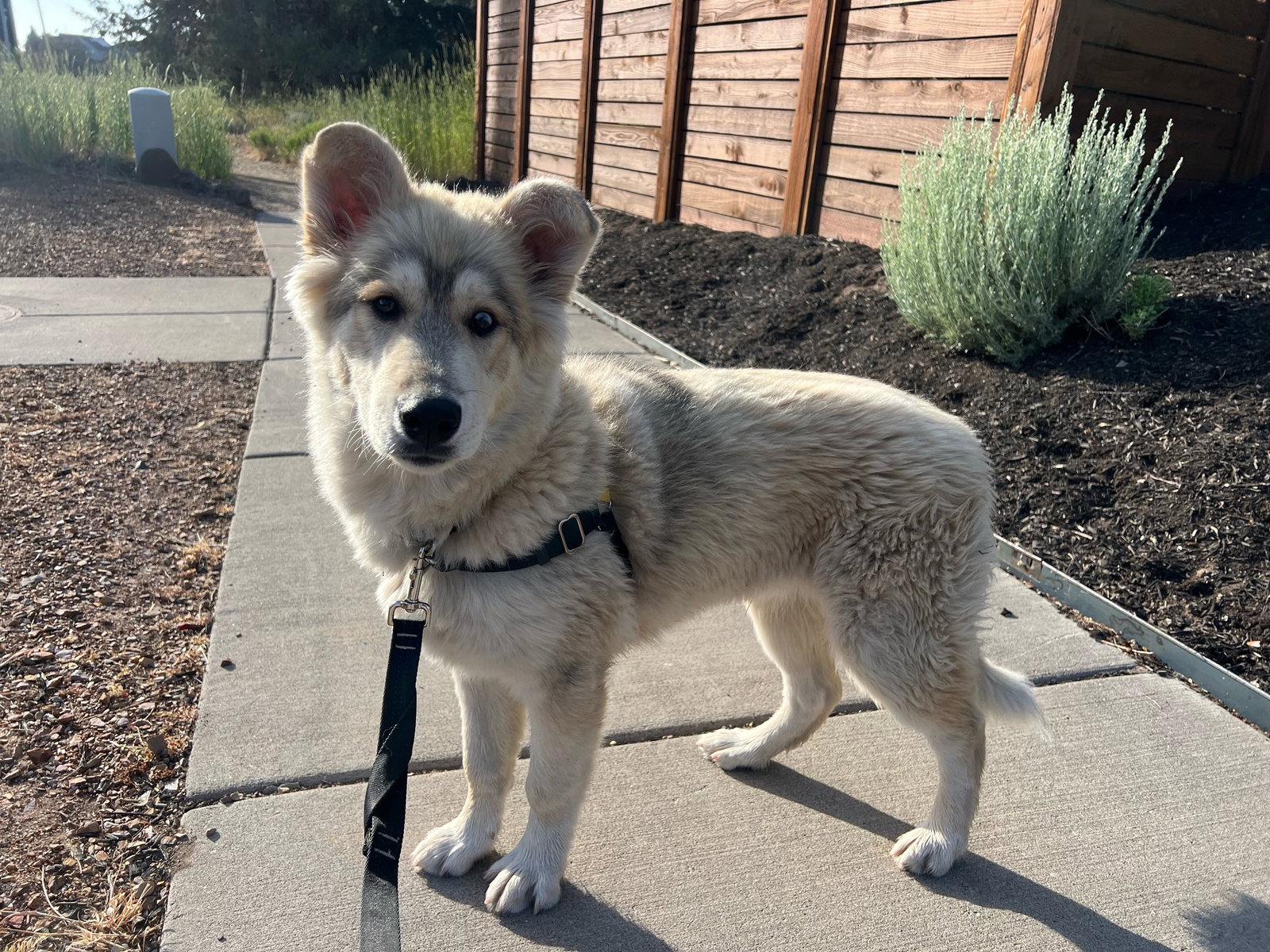 dog-image