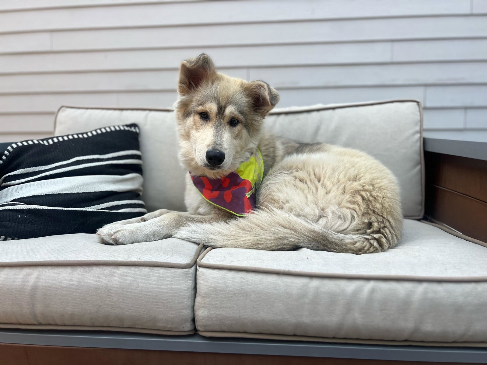 dog-image